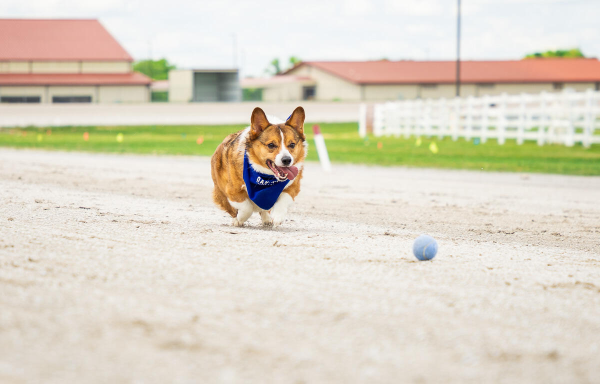 Corgi Races at the Oak Grove Racing Gaming and Hotel on May 11, 2025. (Wesley Irvin)
