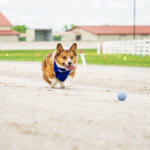 Corgi Races at the Oak Grove Racing Gaming and Hotel on May 11, 2025. (Wesley Irvin)