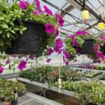 Hanging baskets of bright magenta petunias suspended in a greenhouse above rows of potted plants.0a0 The scene shows a planting nursery with flowering pots along benches in a glass-house.