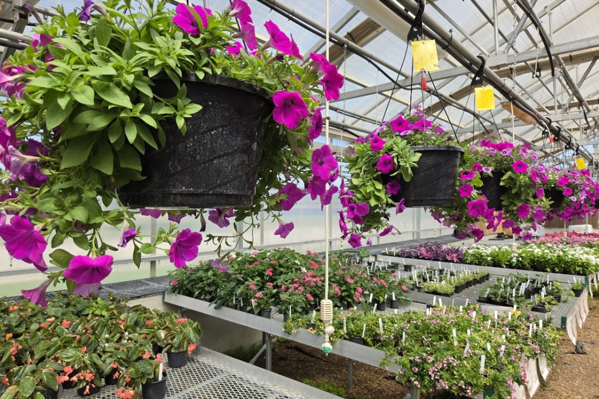 Hanging baskets of bright magenta petunias suspended in a greenhouse above rows of potted plants.0a0 The scene shows a planting nursery with flowering pots along benches in a glass-house.