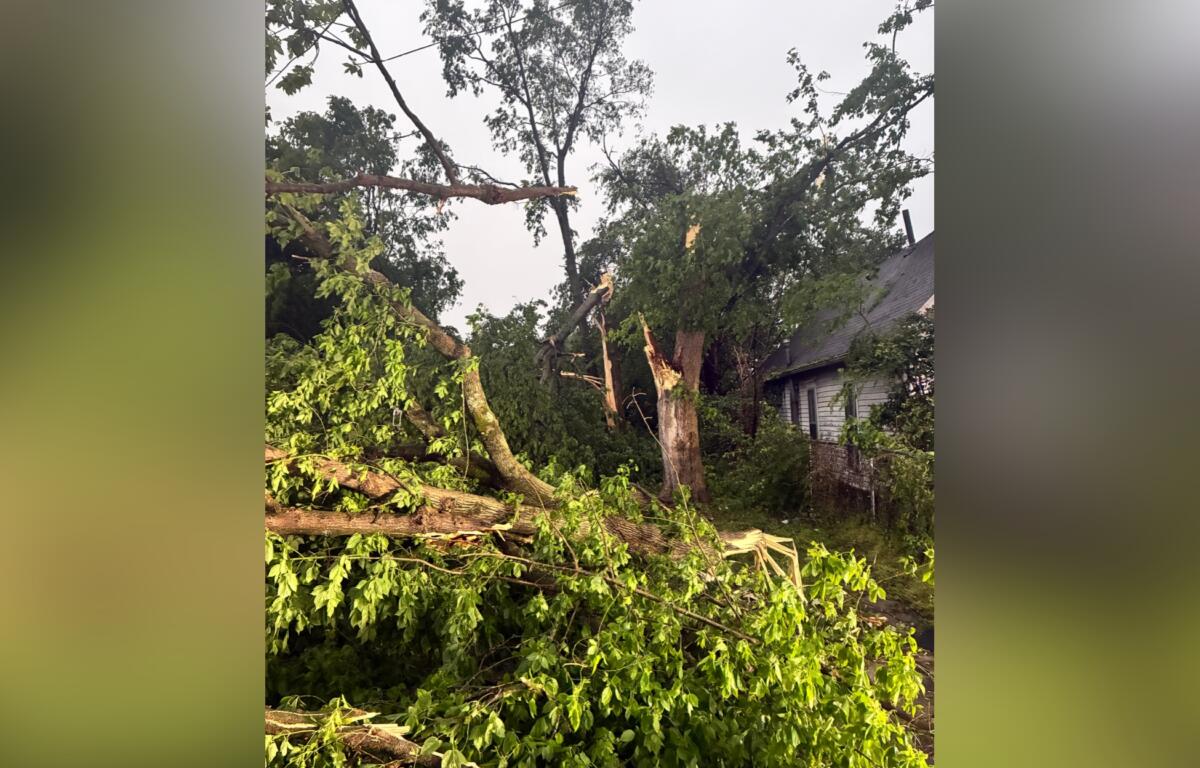 Fallen trees and broken branches scattered across a yard beside a house, suggesting storm damage.
