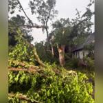 Fallen trees and broken branches scattered across a yard beside a house, suggesting storm damage.