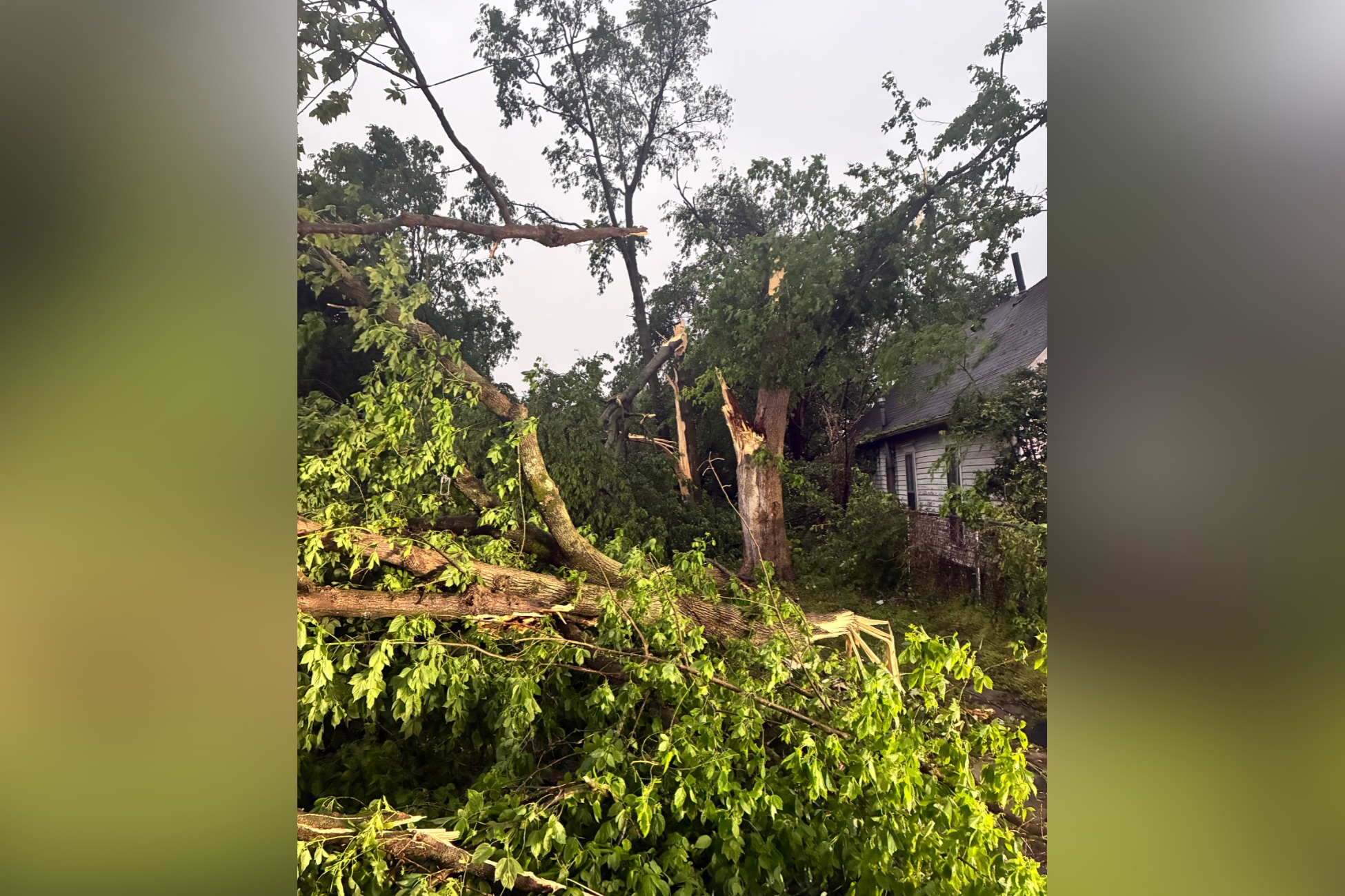 Fallen trees and broken branches scattered across a yard beside a house, suggesting storm damage.