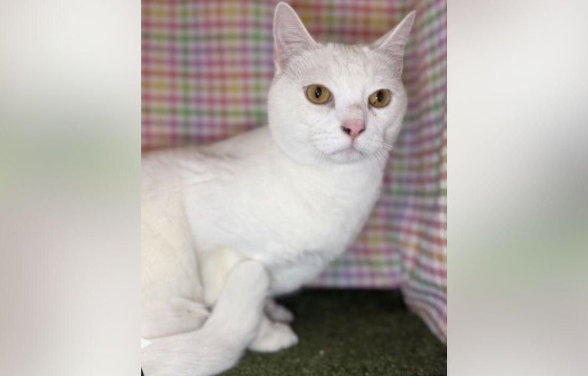White cat with amber eyes sits on a green carpet with a colorful plaid backdrop behind it.