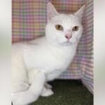 White cat with amber eyes sits on a green carpet with a colorful plaid backdrop behind it.
