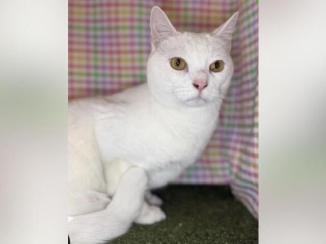 White cat with amber eyes sits on a green carpet with a colorful plaid backdrop behind it.
