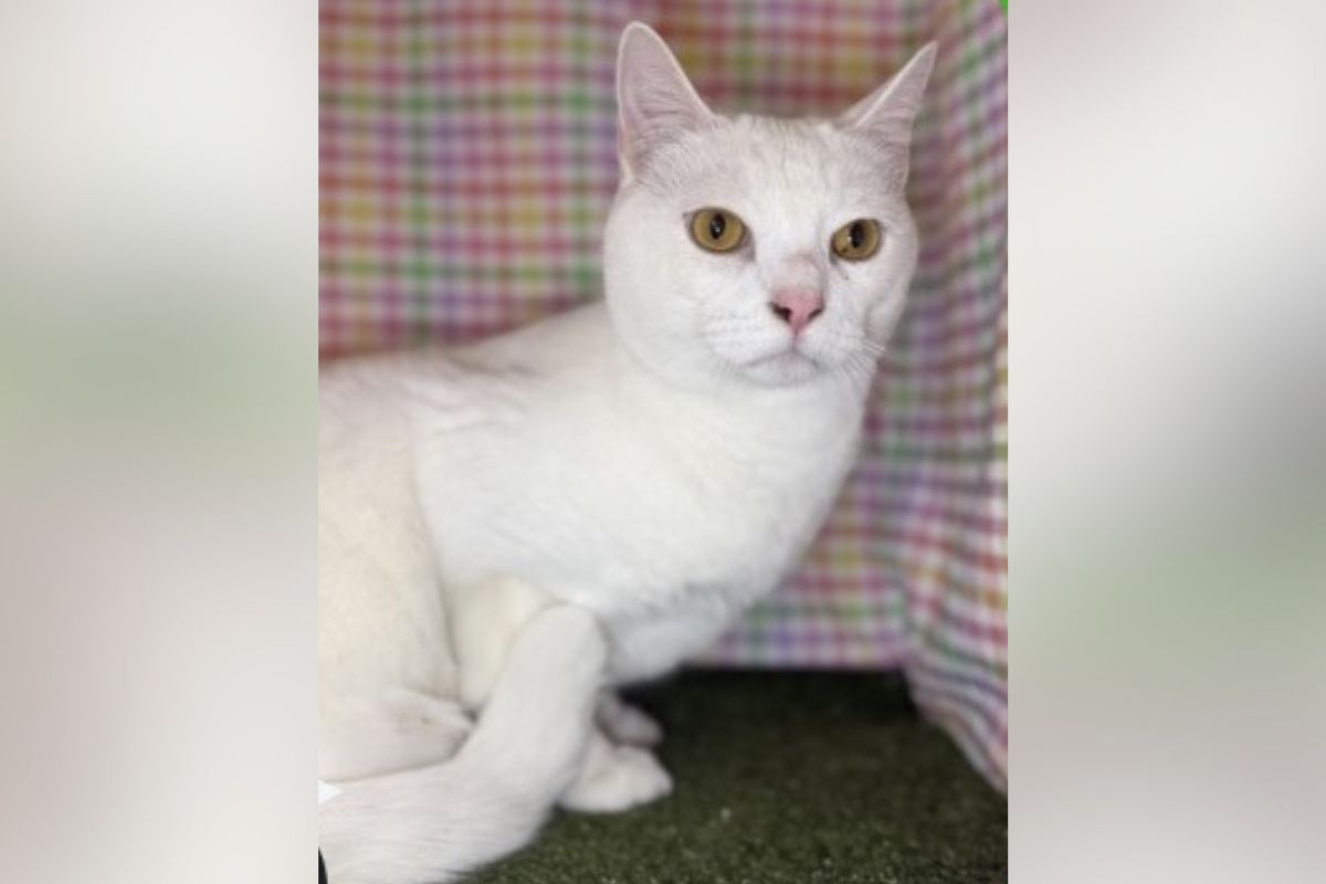White cat with amber eyes sits on a green carpet with a colorful plaid backdrop behind it.