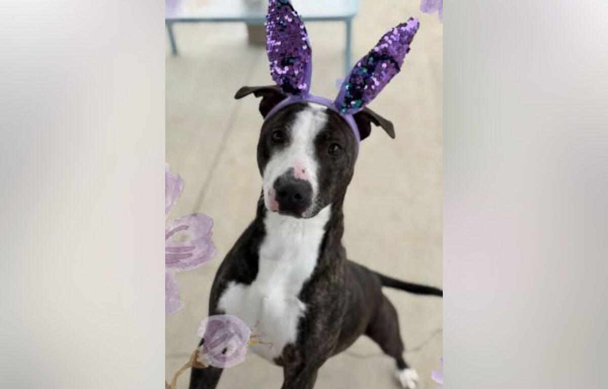 Black and white dog wearing purple sequined bunny ears indoors, looking at the camera.