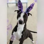 Black and white dog wearing purple sequined bunny ears indoors, looking at the camera.
