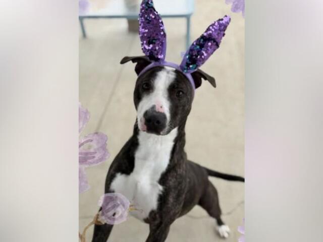 Black and white dog wearing purple sequined bunny ears indoors, looking at the camera.