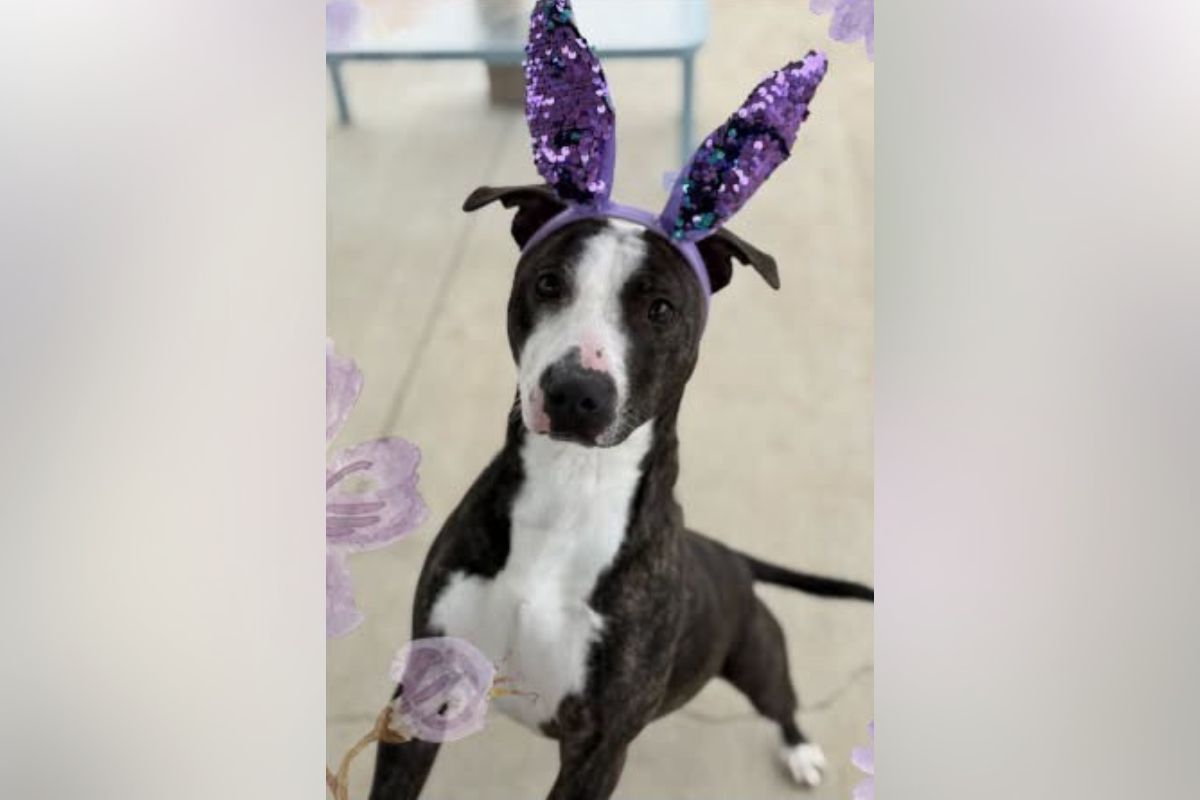Black and white dog wearing purple sequined bunny ears indoors, looking at the camera.