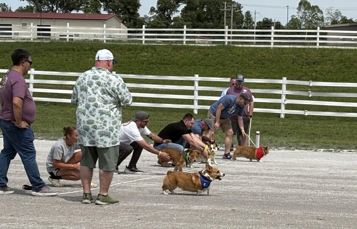 People and small dogs in a line-dog race on a gravel lot, each dog wearing a colored bandana or bib while handlers cheer or call them forward in front of a white fence.