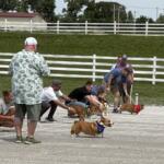 People and small dogs in a line-dog race on a gravel lot, each dog wearing a colored bandana or bib while handlers cheer or call them forward in front of a white fence.
