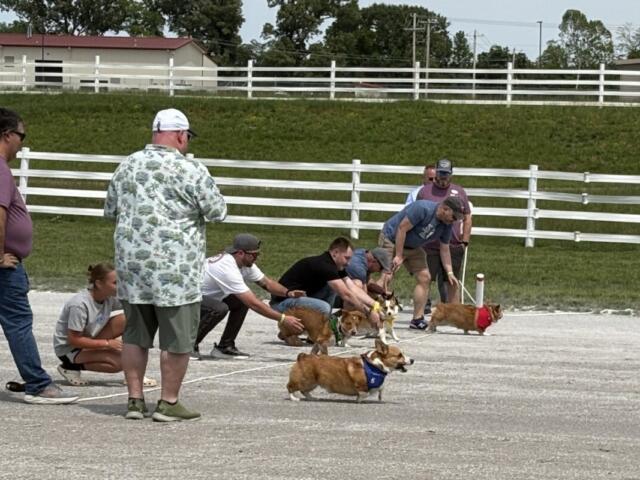 People and small dogs in a line-dog race on a gravel lot, each dog wearing a colored bandana or bib while handlers cheer or call them forward in front of a white fence.