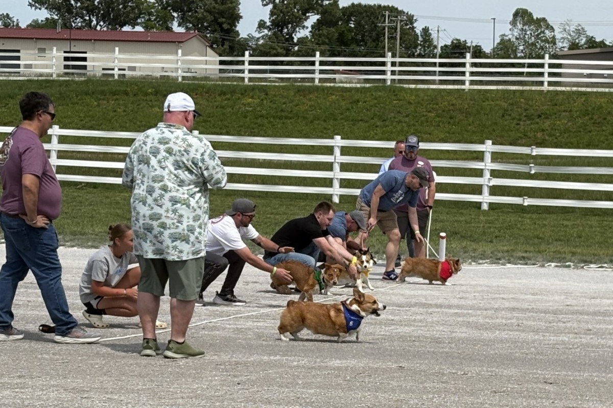People and small dogs in a line-dog race on a gravel lot, each dog wearing a colored bandana or bib while handlers cheer or call them forward in front of a white fence.