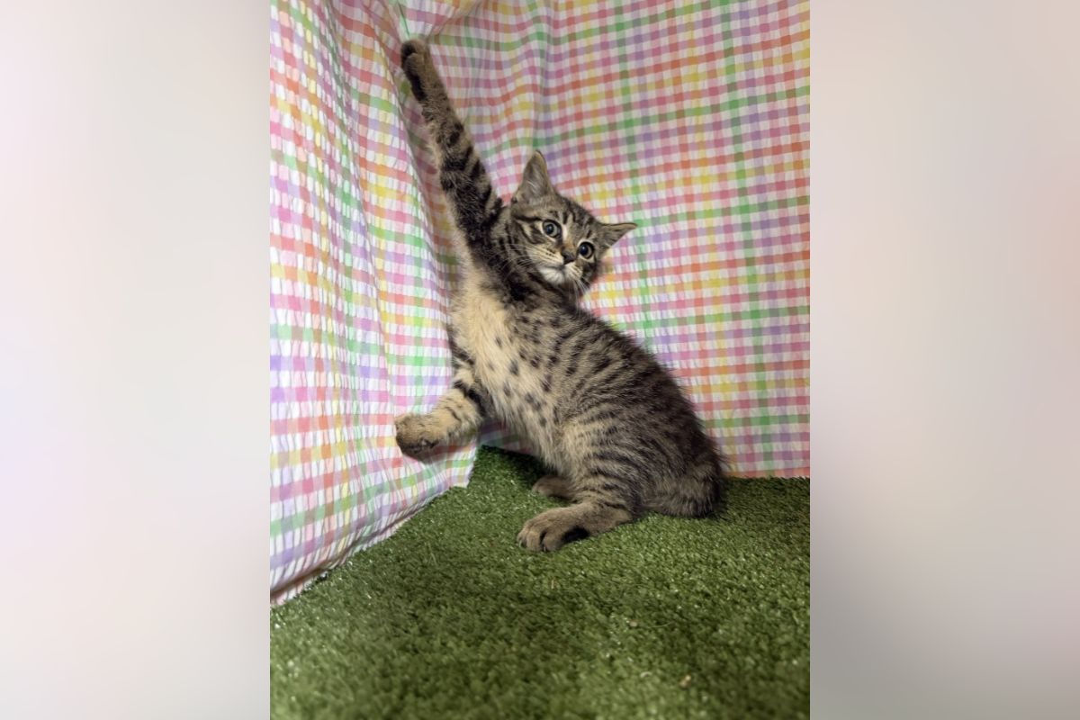 Young tabby kitten reaching up to grab a colorful plaid curtain indoors on a green carpeted floor.