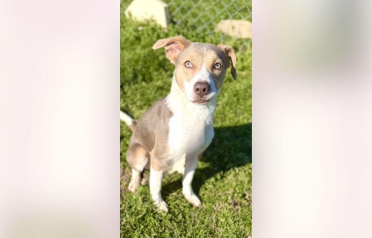 Tan and white mixed-breed dog sitting on green grass, facing the camera with a chain-link fence in the background.