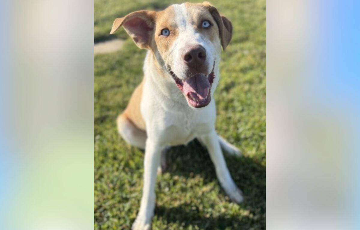 Happy light brown and white dog sitting on grass, mouth open in a smile, blue eyes looking at the camera.