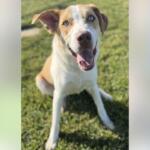 Happy light brown and white dog sitting on grass, mouth open in a smile, blue eyes looking at the camera.