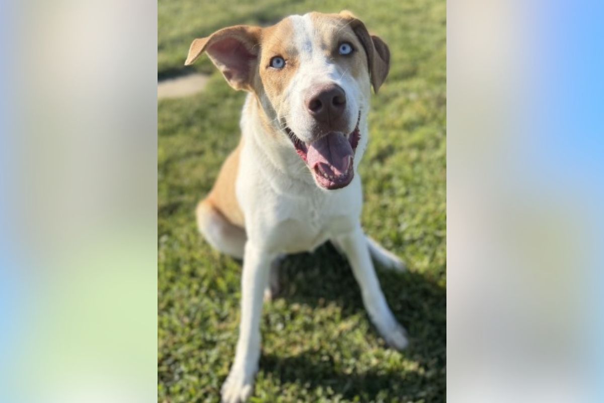Happy light brown and white dog sitting on grass, mouth open in a smile, blue eyes looking at the camera.