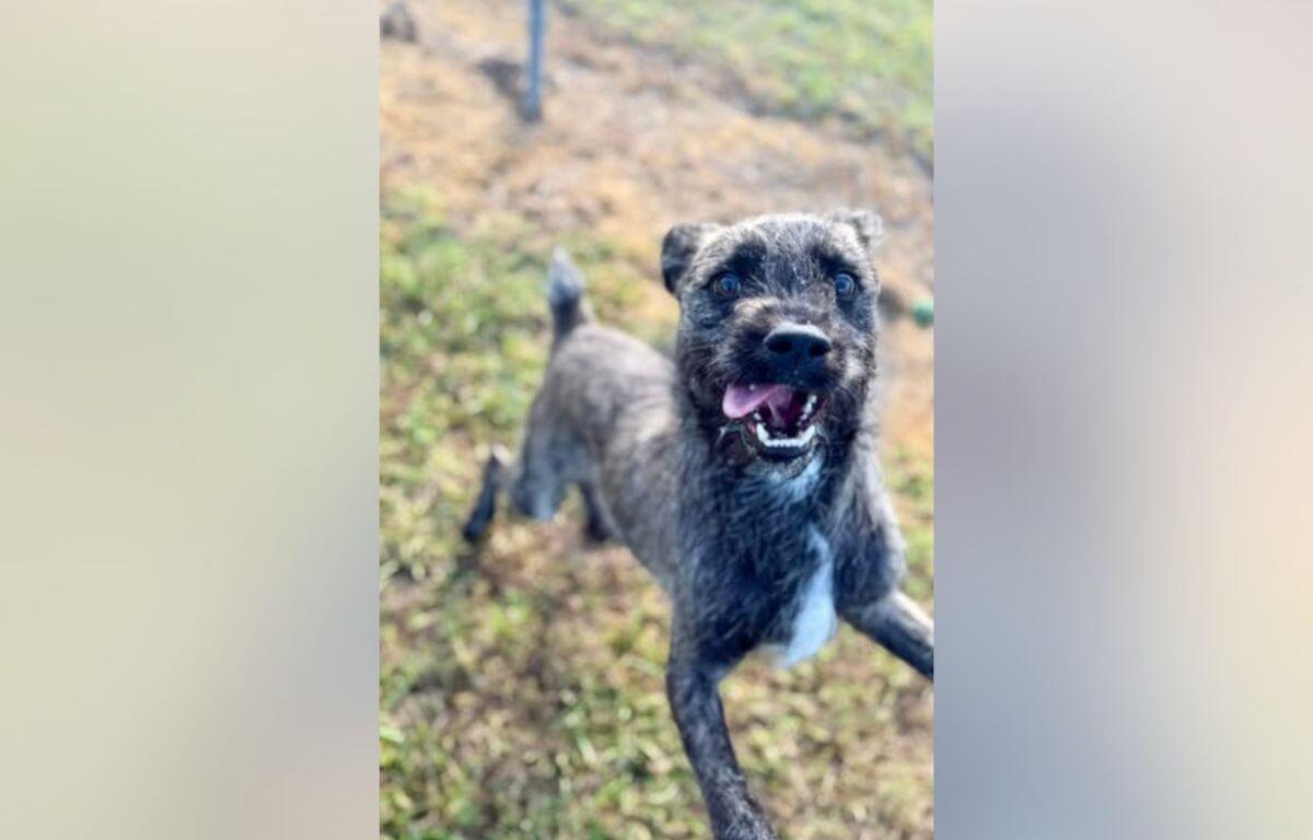Playful gray brindle dog running toward the camera with mouth open and tongue out in a yard area.