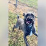 Playful gray brindle dog running toward the camera with mouth open and tongue out in a yard area.