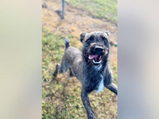 Playful gray brindle dog running toward the camera with mouth open and tongue out in a yard area.
