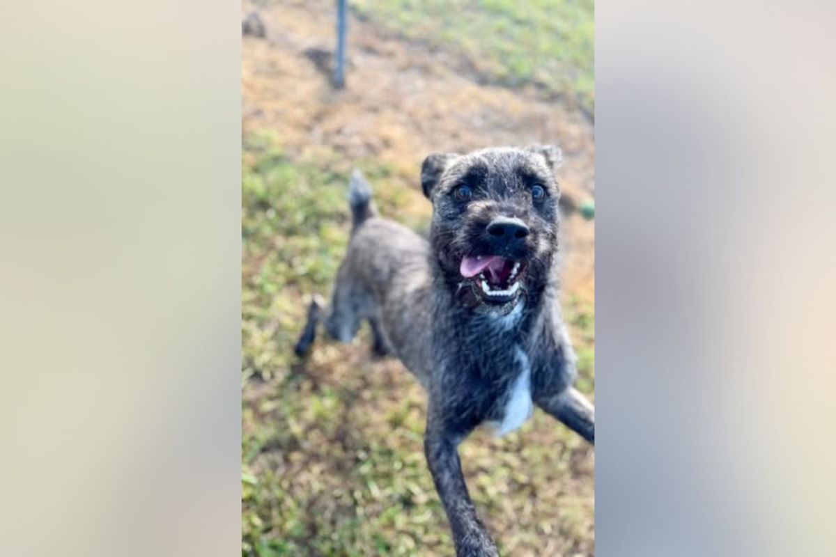 Playful gray brindle dog running toward the camera with mouth open and tongue out in a yard area.