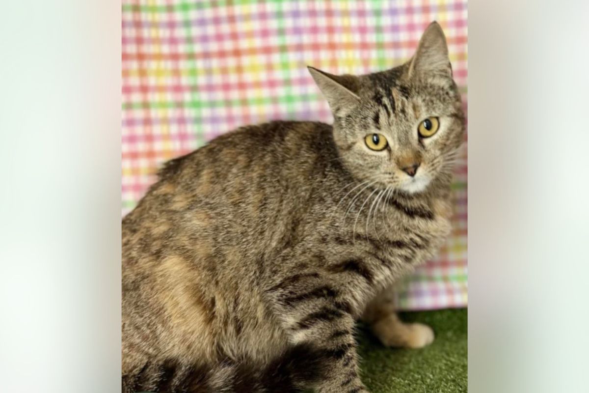 Tabby cat with yellow eyes sitting on green carpet in front of a colorful plaid backdrop.
