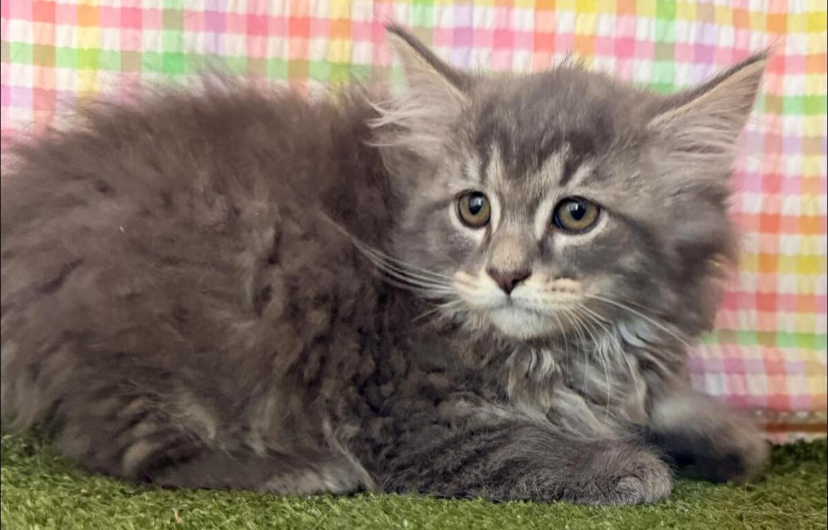 Gray fluffy kitten lying on green grass with a pastel checkered backdrop, gazing at the camera.