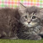 Gray fluffy kitten lying on green grass with a pastel checkered backdrop, gazing at the camera.
