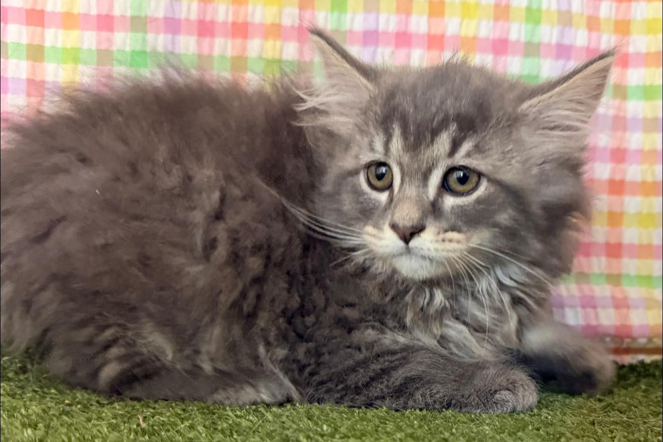 Gray fluffy kitten lying on green grass with a pastel checkered backdrop, gazing at the camera.