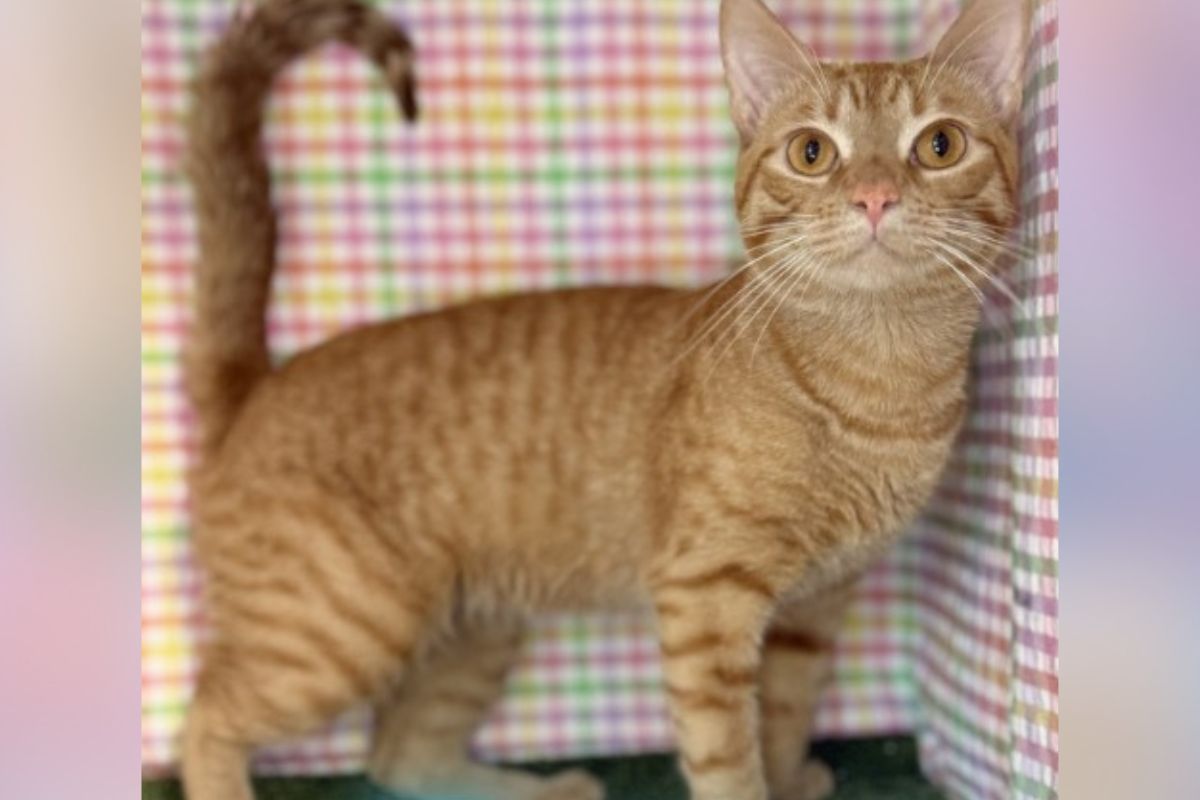 Orange tabby cat standing in a colorful checkered box, looking curiously at the camera with wide eyes.