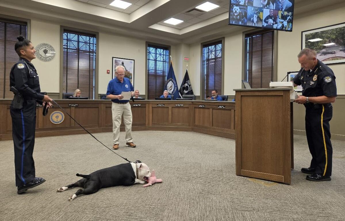 Police officer with a leash supervising a black-and-white dog lying on the carpet and chewing a pink bone in a council chamber, while another officer stands at a podium.