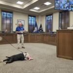 Police officer with a leash supervising a black-and-white dog lying on the carpet and chewing a pink bone in a council chamber, while another officer stands at a podium.