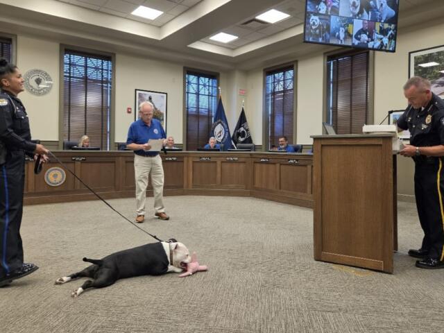 Police officer with a leash supervising a black-and-white dog lying on the carpet and chewing a pink bone in a council chamber, while another officer stands at a podium.