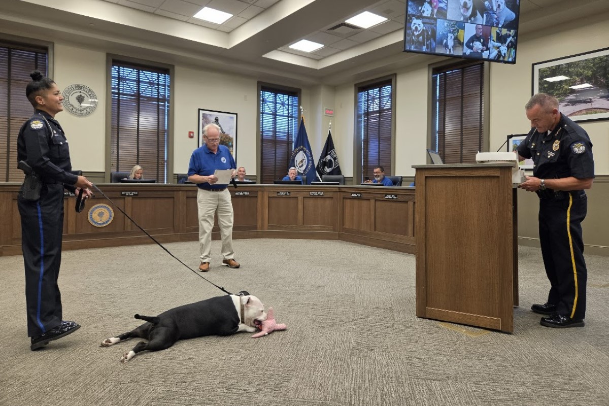 Police officer with a leash supervising a black-and-white dog lying on the carpet and chewing a pink bone in a council chamber, while another officer stands at a podium.