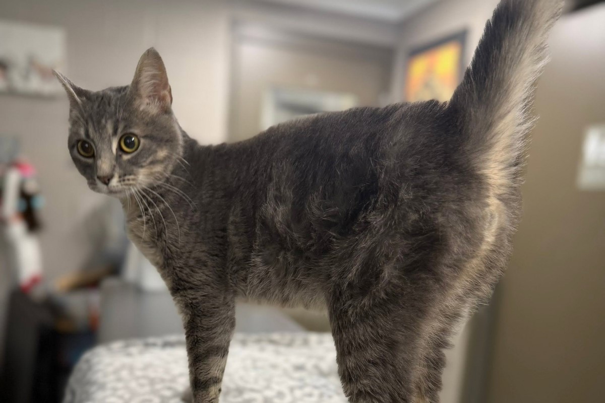 Pets of the week