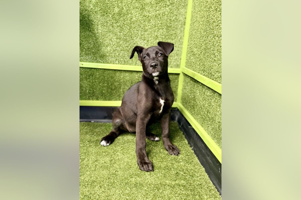 Young brown/black puppy with a white chest sits on green carpet, looking at the camera in a lime-green room.