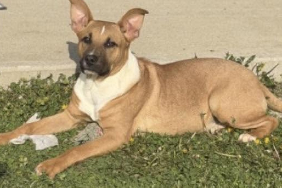 Tan dog with a white chest lying on grass in front of a beige wall, ears perked and looking at the camera.