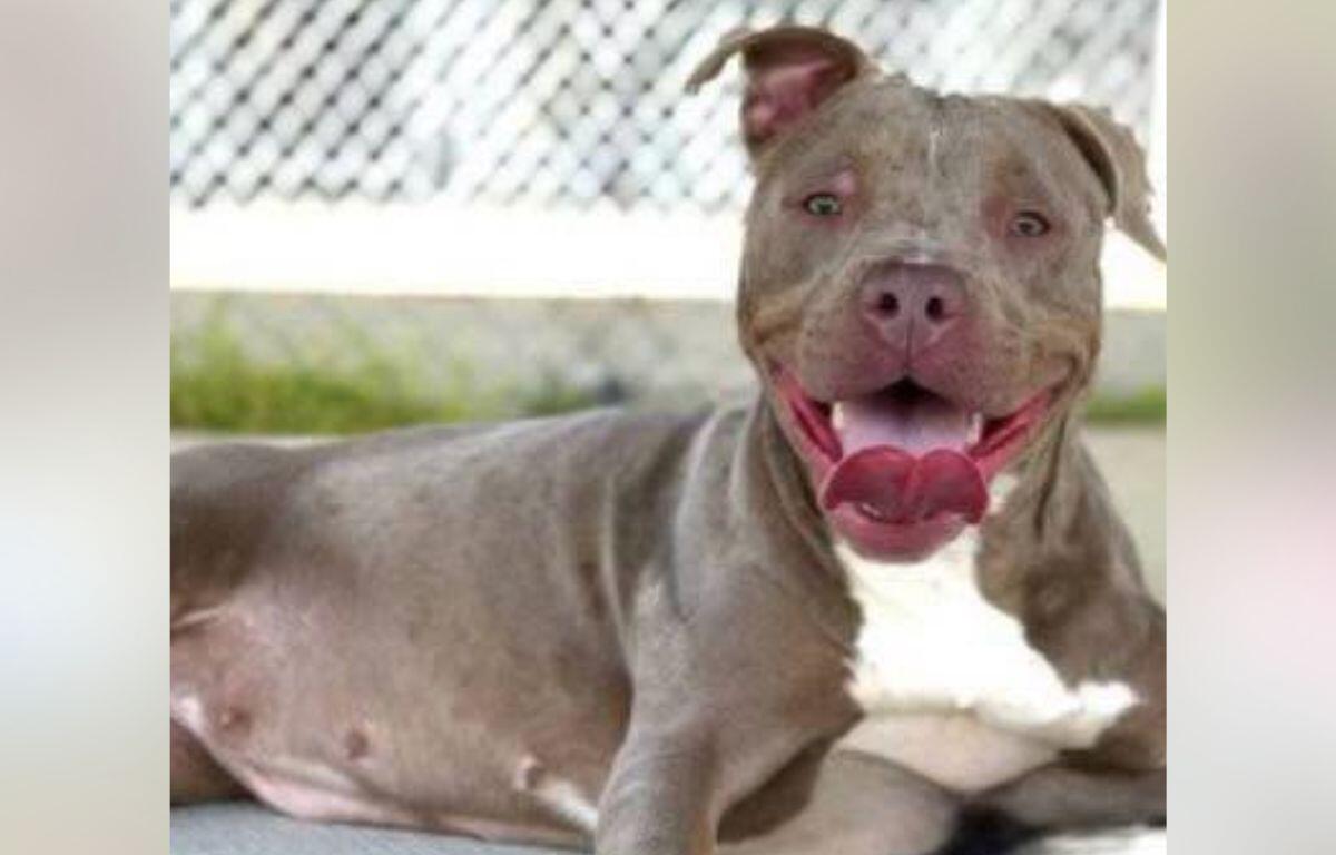 Smiling gray pit bull with white chest lying down outdoors, tongue hanging out.