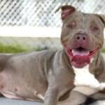 Smiling gray pit bull with white chest lying down outdoors, tongue hanging out.