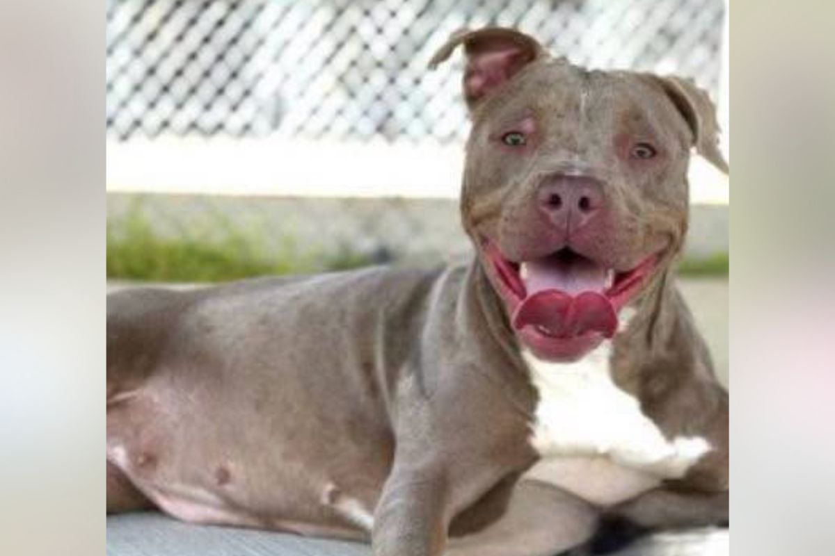 Pets of the week