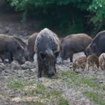 Herd of wild boars foraging on a muddy field, including a large adult and several piglets nearby