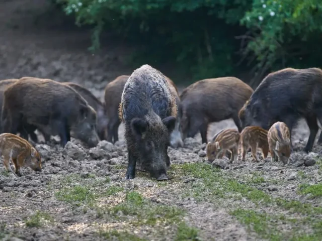 Herd of wild boars foraging on a muddy field, including a large adult and several piglets nearby