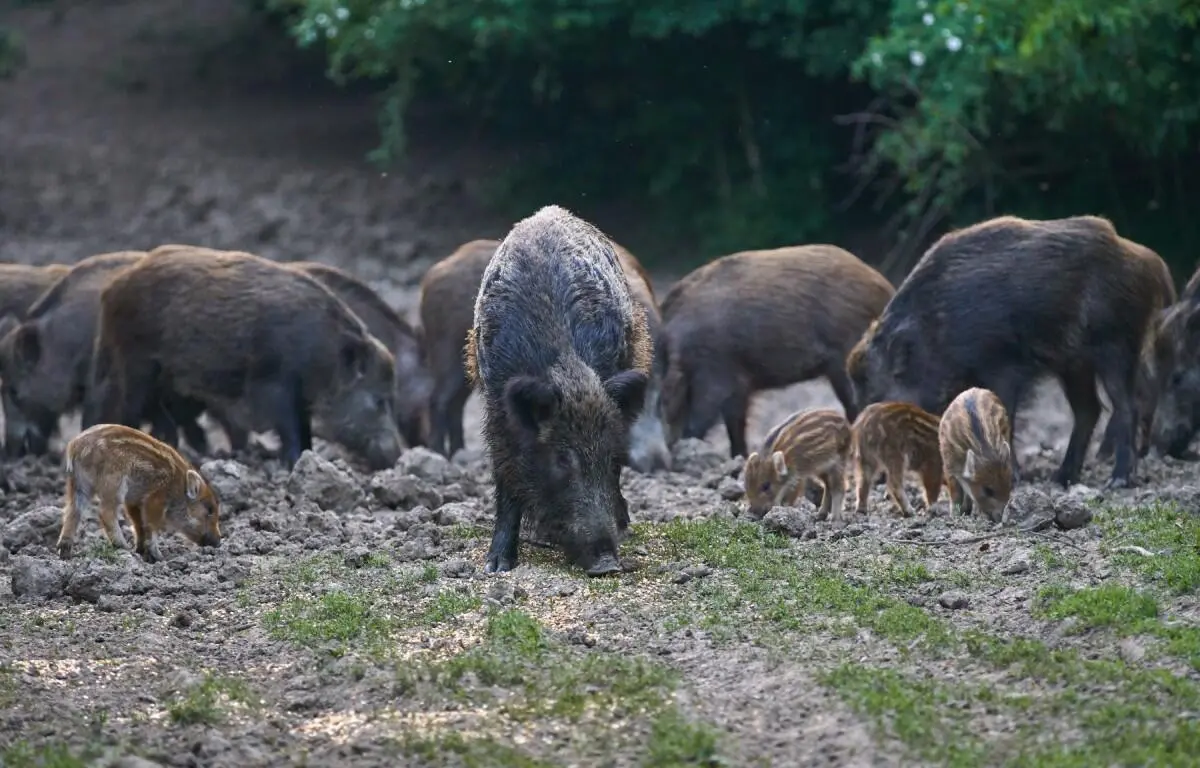 Herd of wild boars foraging on a muddy field, including a large adult and several piglets nearby