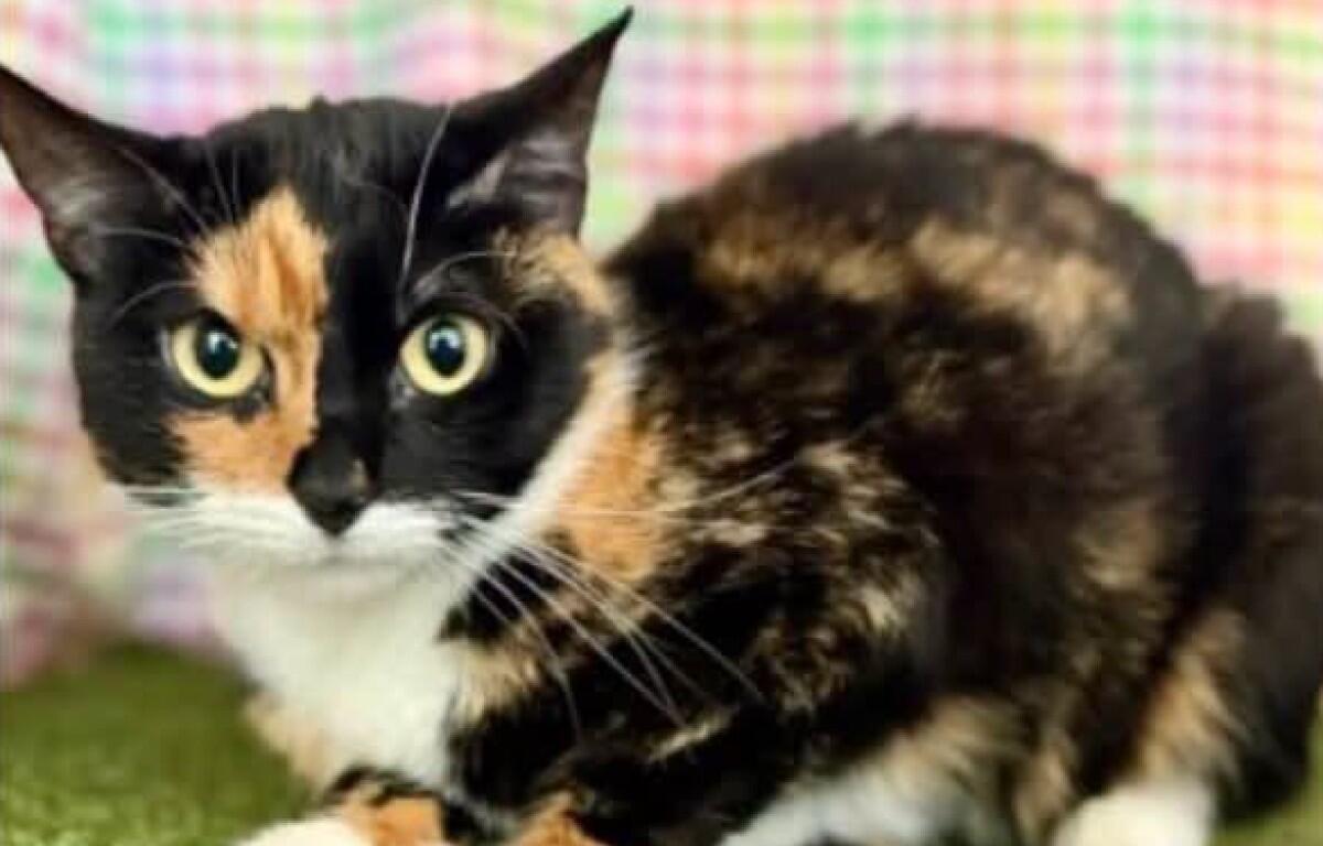 Calico cat with green eyes crouching on a green surface, colorful plaid background behind it.