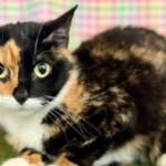 Calico cat with green eyes crouching on a green surface, colorful plaid background behind it.