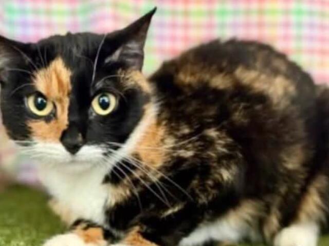 Calico cat with green eyes crouching on a green surface, colorful plaid background behind it.