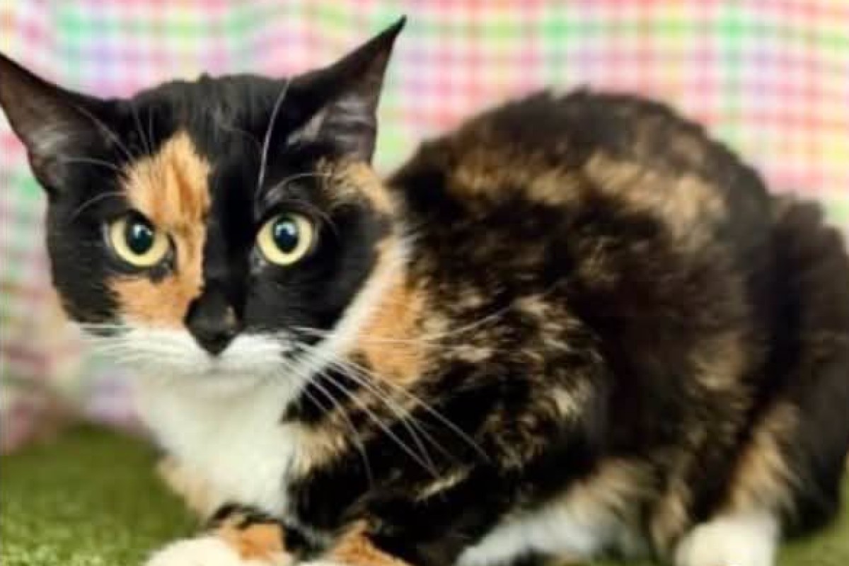 Calico cat with green eyes crouching on a green surface, colorful plaid background behind it.